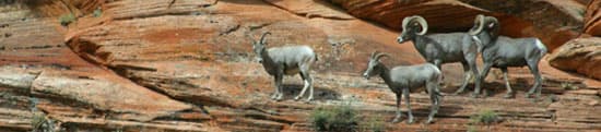 Four bighorn sheep are standing on a rocky desert landscape.
