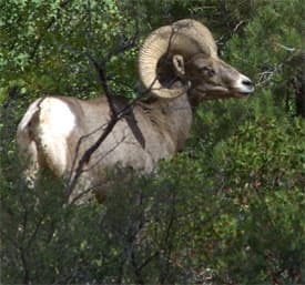 A bighorn sheep stands among greenery, showcasing its prominent curved horns.