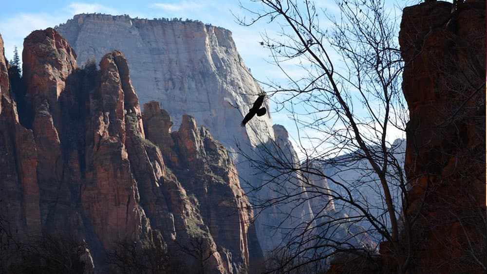 A silhouette of a bird glides through a canyon of towering rock formations under a blue sky.