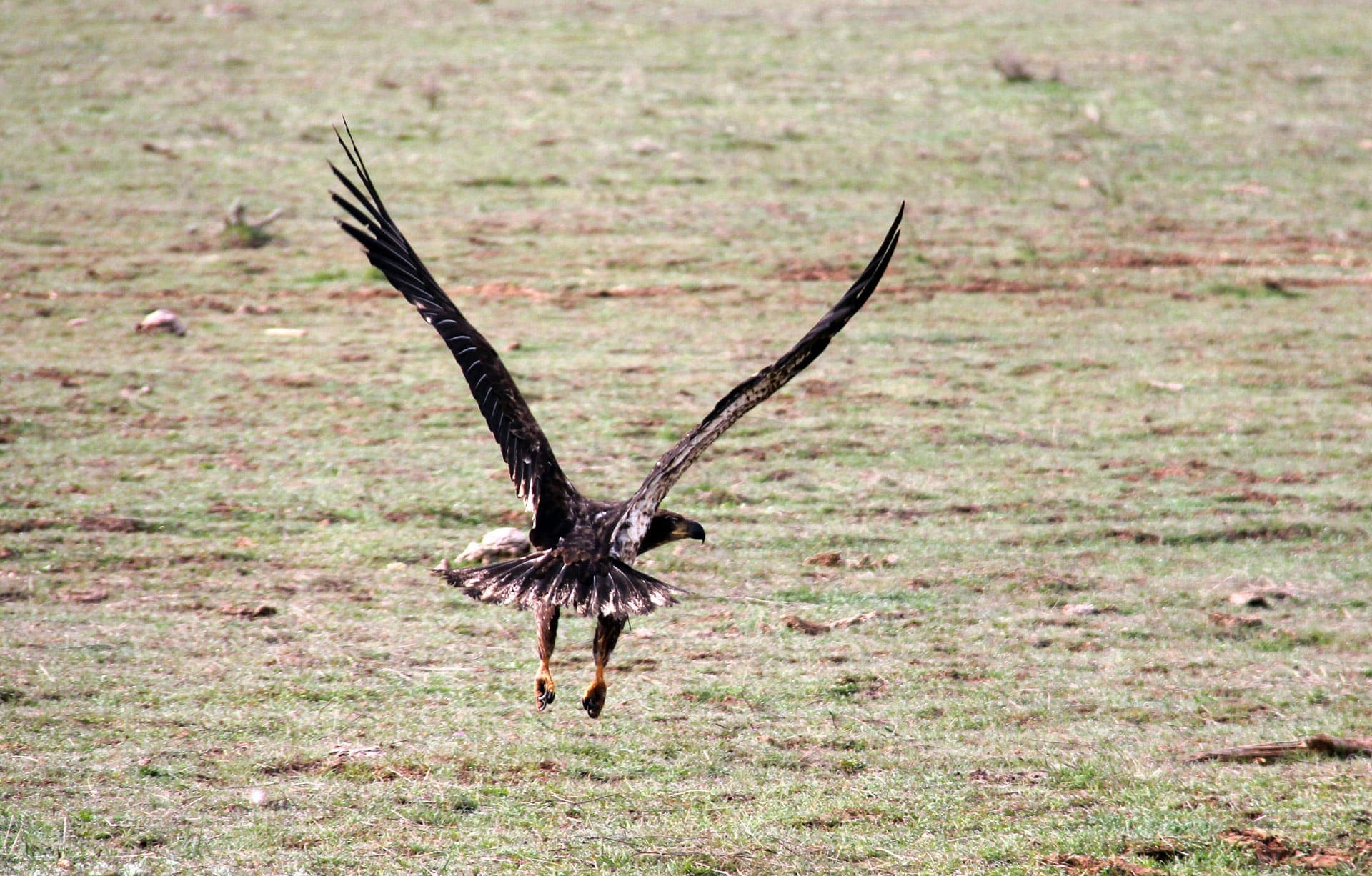 A hawk takes flight over a grassy field.