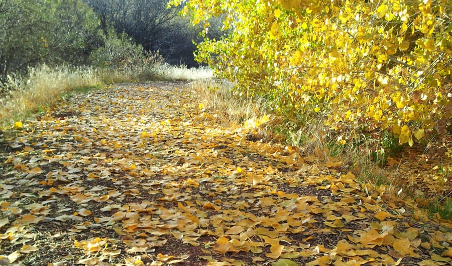A sunny trail covered in fallen yellow leaves surrounded by greenery.