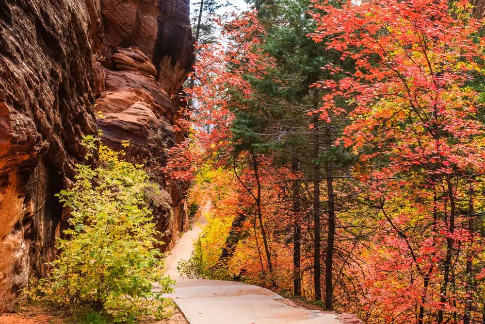 A winding pathway surrounded by vibrant autumn foliage and rocky cliffs.