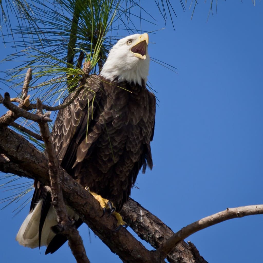 A bald eagle perches on a tree branch, calling out against a clear blue sky.