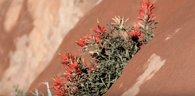 A cluster of vibrant red and green plants growing from a rocky surface.