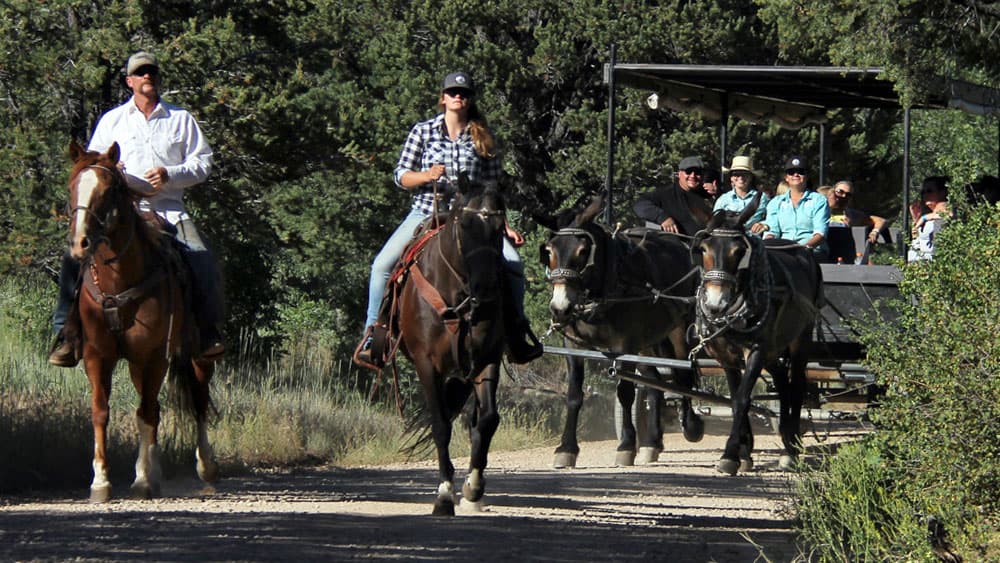 Two riders on horseback lead a wagon full of people down a tree-lined dirt path.