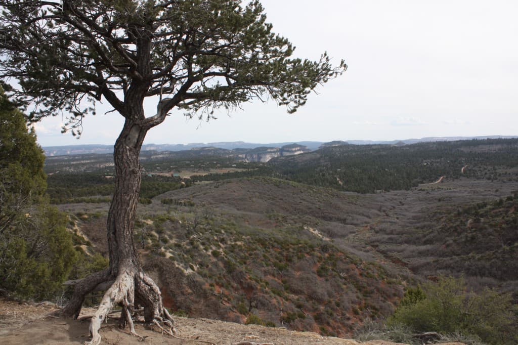 A solitary tree overlooks a vast, rolling landscape of hills and valleys.