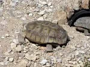 desert tortoise