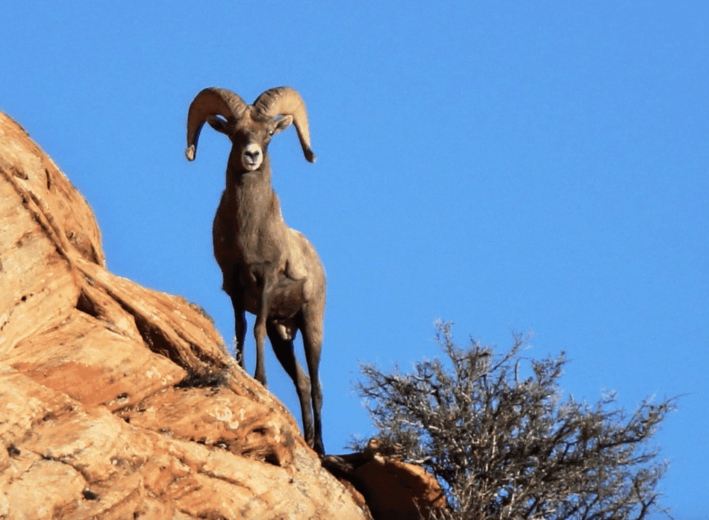 A bighorn sheep stands proudly on a rocky ledge against a clear blue sky.