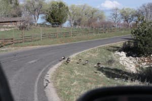 A group of ducks walks along the edge of a winding rural road.