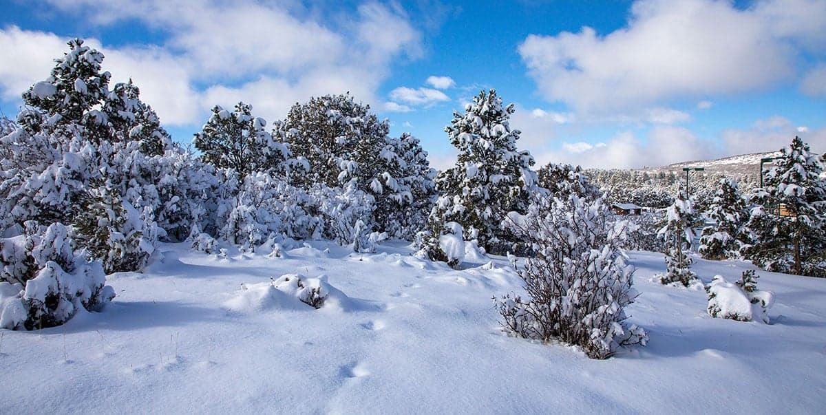 A snowy landscape with evergreen trees under a bright blue sky.