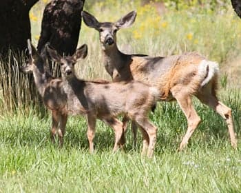 A group of three deer standing in a grassy field.