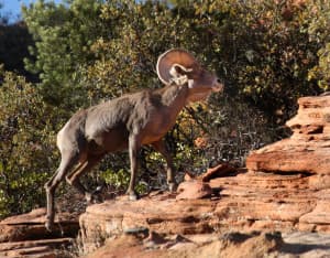 A bighorn sheep stands on rocky terrain surrounded by shrubs.