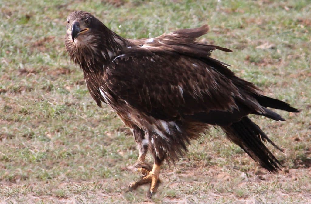 A young eagle stands on the ground with its wings slightly spread.