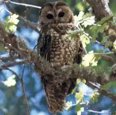 Mexican spotted owl