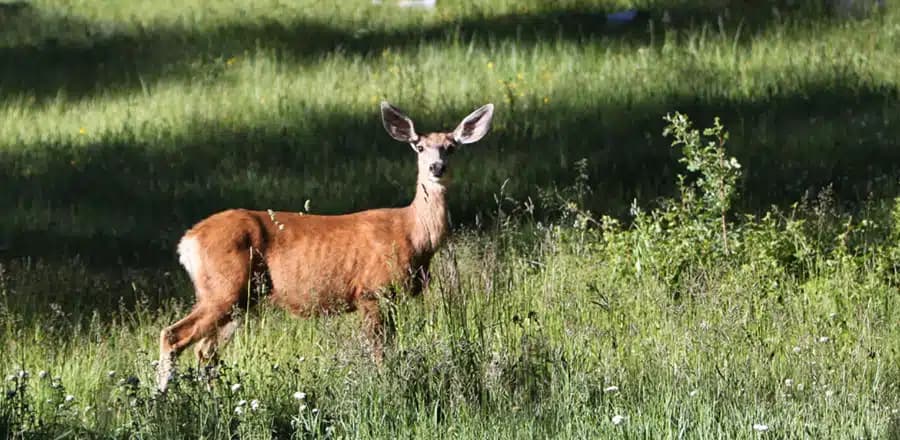 A deer stands in a sunlit grassy field.