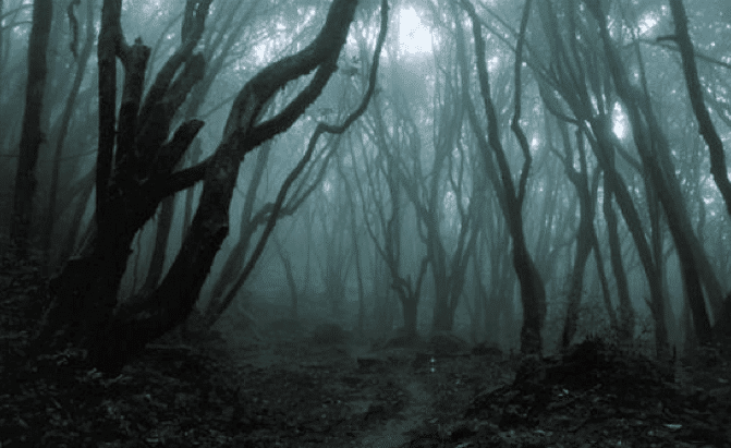 A dense, foggy forest with twisted trees and an obscured path.