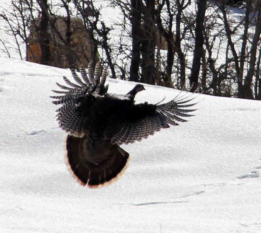 A wild turkey spreads its wings while standing on snow.