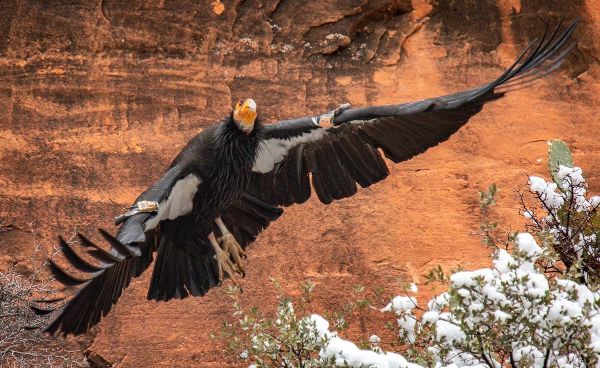 A condor with outstretched wings flies against a rugged, reddish rock background.