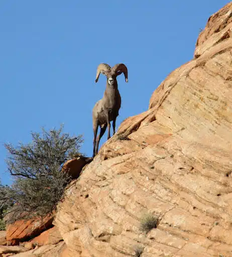 A bighorn sheep stands majestically on a rocky ledge against a clear blue sky.