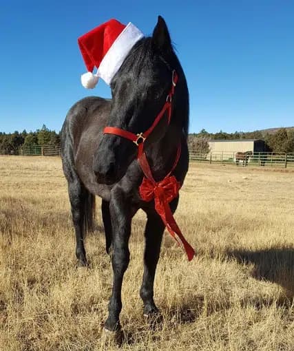 A black horse wearing a Santa hat and a red ribbon stands in a grassy field.