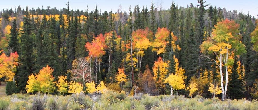 A vibrant forest scene showcasing autumn foliage in shades of orange and yellow among evergreen trees.