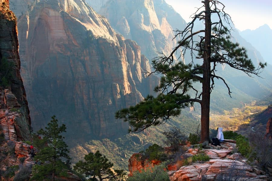A towering tree overlooks a vast canyon with steep, colorful rock formations in a serene landscape.
