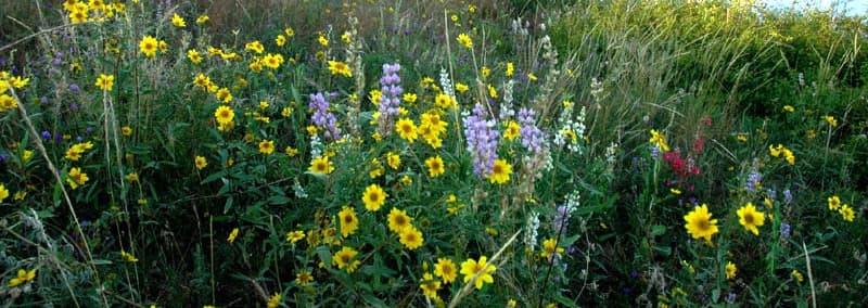 A vibrant field of wildflowers in various colors, including yellow and purple.