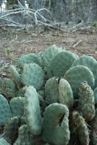 Zion Park Cactus - Flora