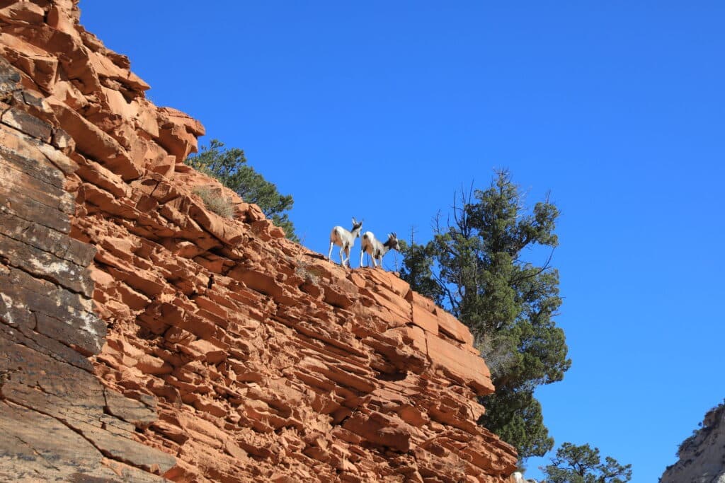 Two goats standing on a rocky cliff against a clear blue sky.