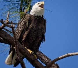 A bald eagle perched on a branch, calling out against a blue sky.