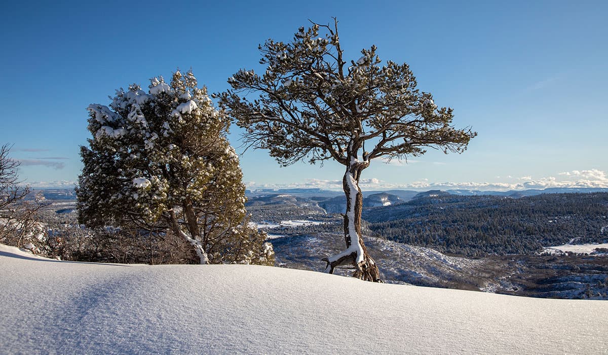 Two snow-covered trees stand on a snowy hillside overlooking a vast, mountainous landscape under a clear blue sky.