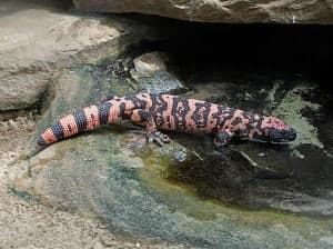 A vibrant black and orange spotted lizard resting near a rock in shallow water.
