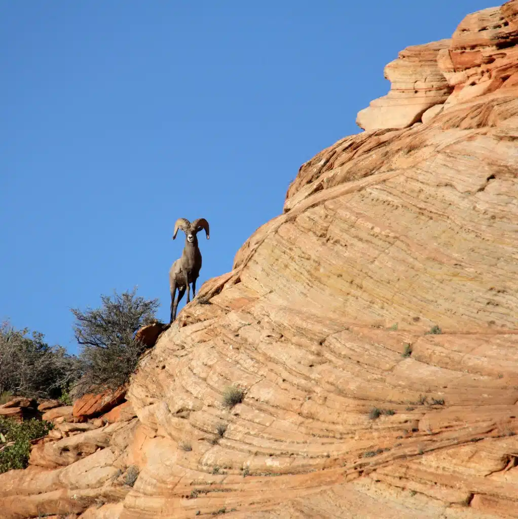 A ram stands on a rocky outcrop against a clear blue sky.
