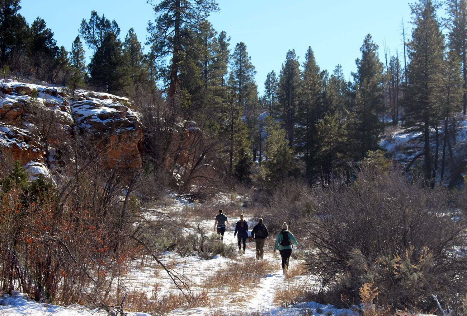 Four hikers walk along a snowy trail surrounded by tall pine trees.