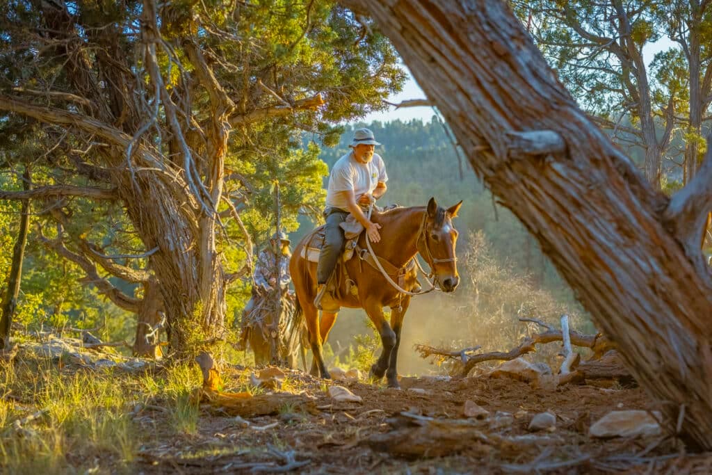 A person rides a horse through a sunlit forest.