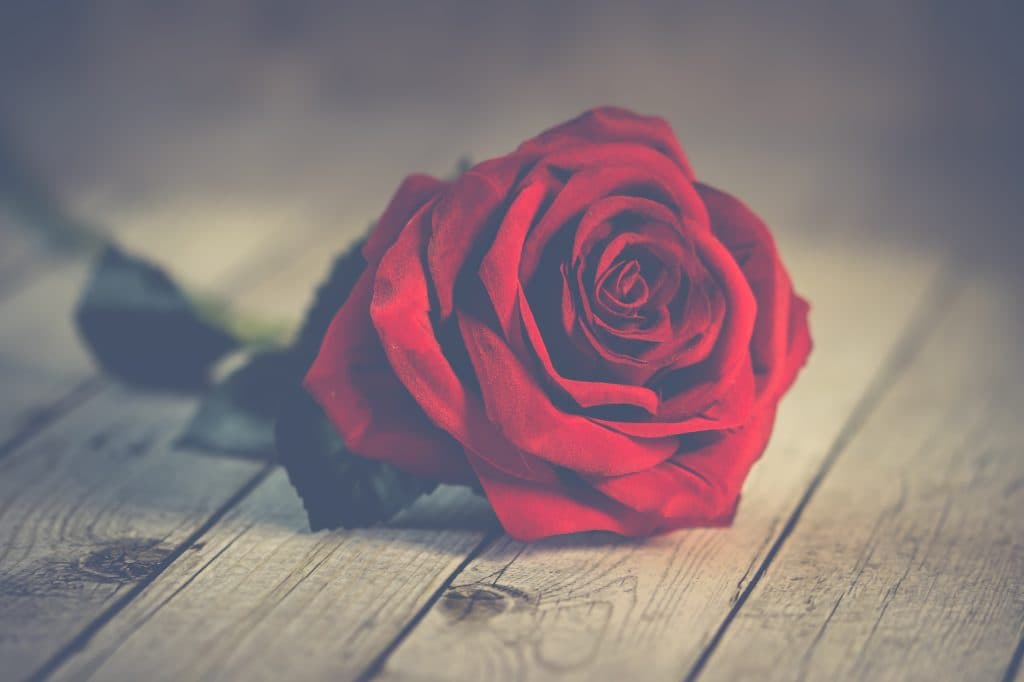A single red rose laid on a wooden surface.