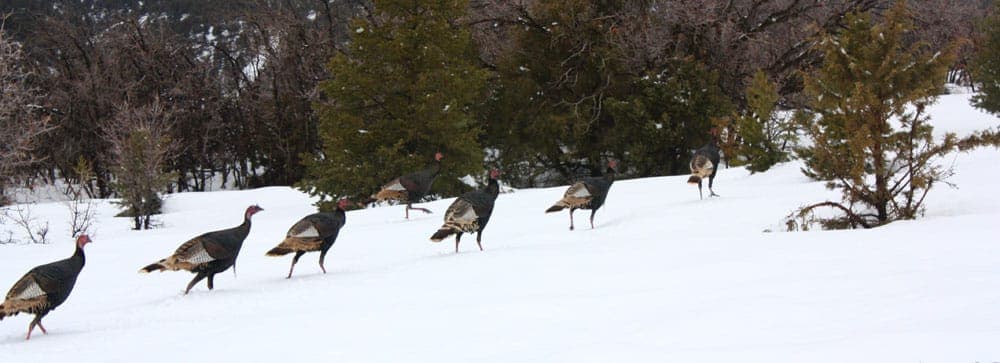 A group of wild turkeys walking through a snowy landscape.