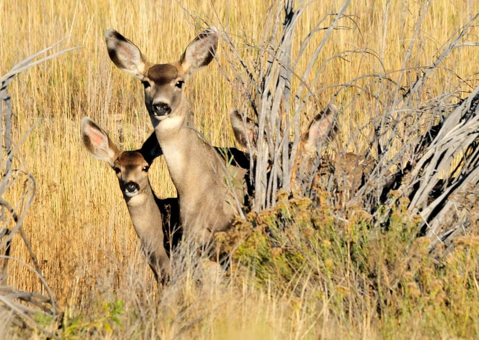 Two deer peering through tall grass and brush.