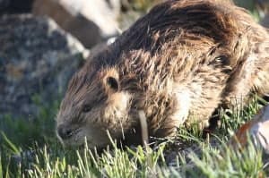 A beaver foraging in tall grass near rocks.