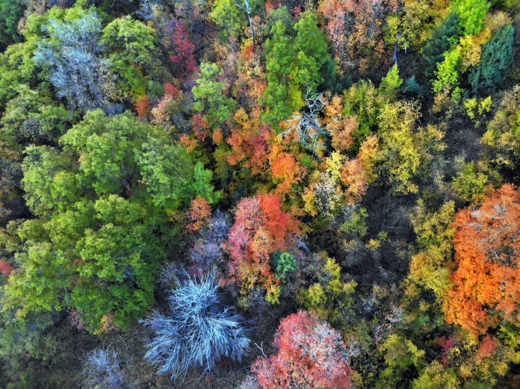 Aerial view of a vibrant forest showcasing a mix of green, orange, yellow, and red foliage.