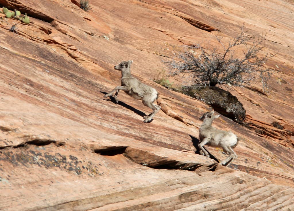 Two young goats are leaping across a rocky landscape.
