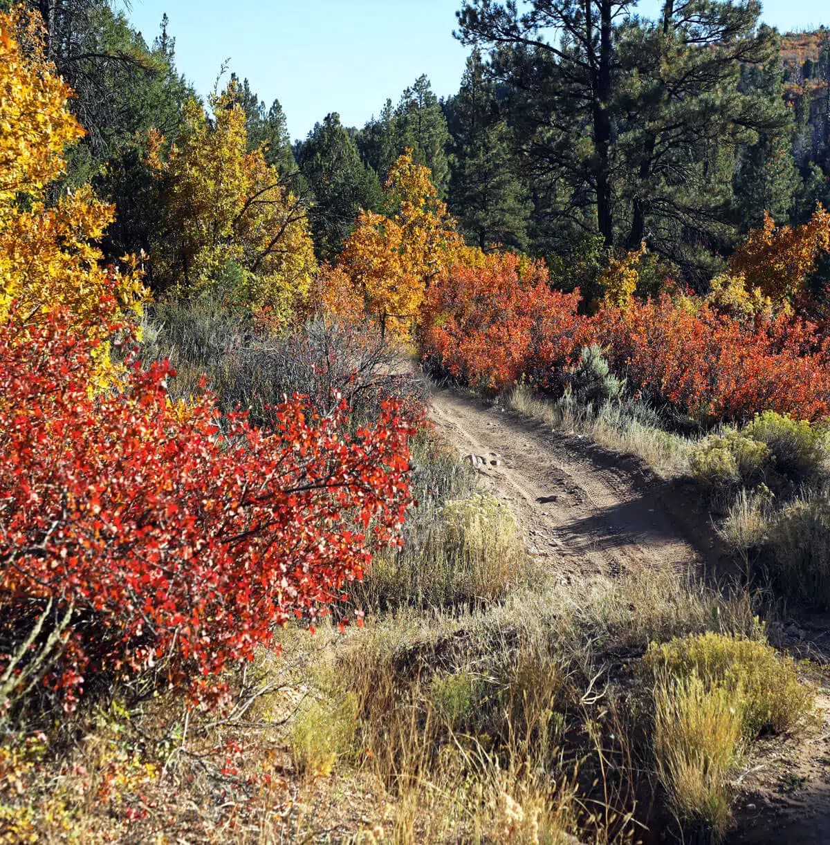 A winding dirt path through vibrant autumn foliage.