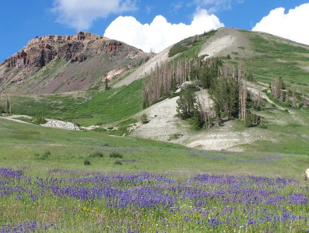 A scenic landscape featuring rolling green hills, rocky outcrops, and a field of blooming purple wildflowers under a blue sky with fluffy clouds.