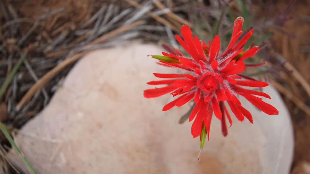 A vibrant red flower blooms atop a smooth, light-colored rock.