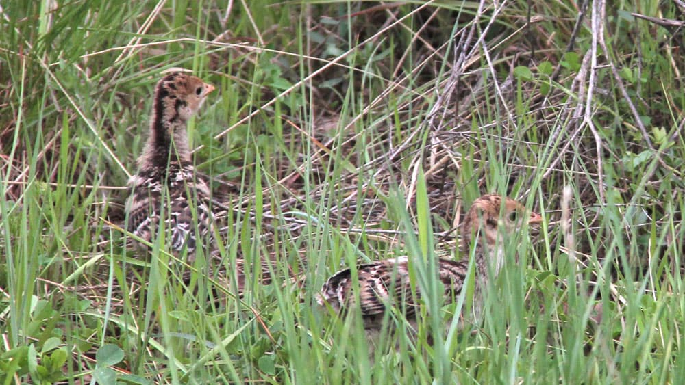 Three young birds camouflaged in tall grass.
