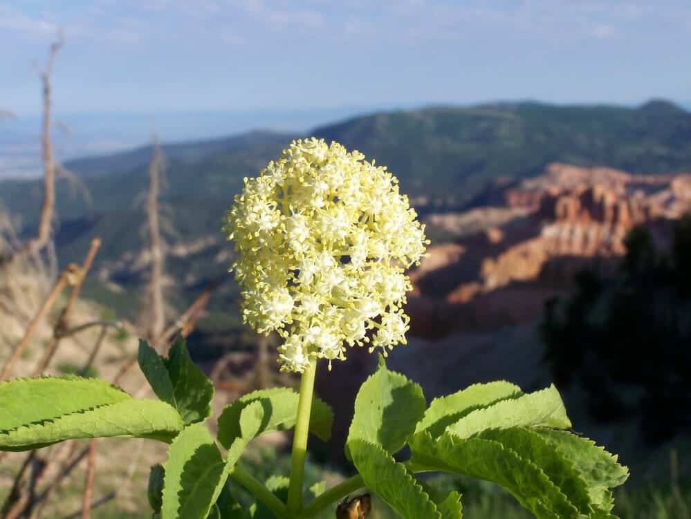 A cluster of small yellow flowers with green leaves, set against a mountainous landscape.