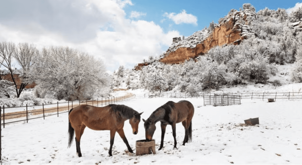 Two horses stand in a snowy field near a rocky hillside under a blue sky.