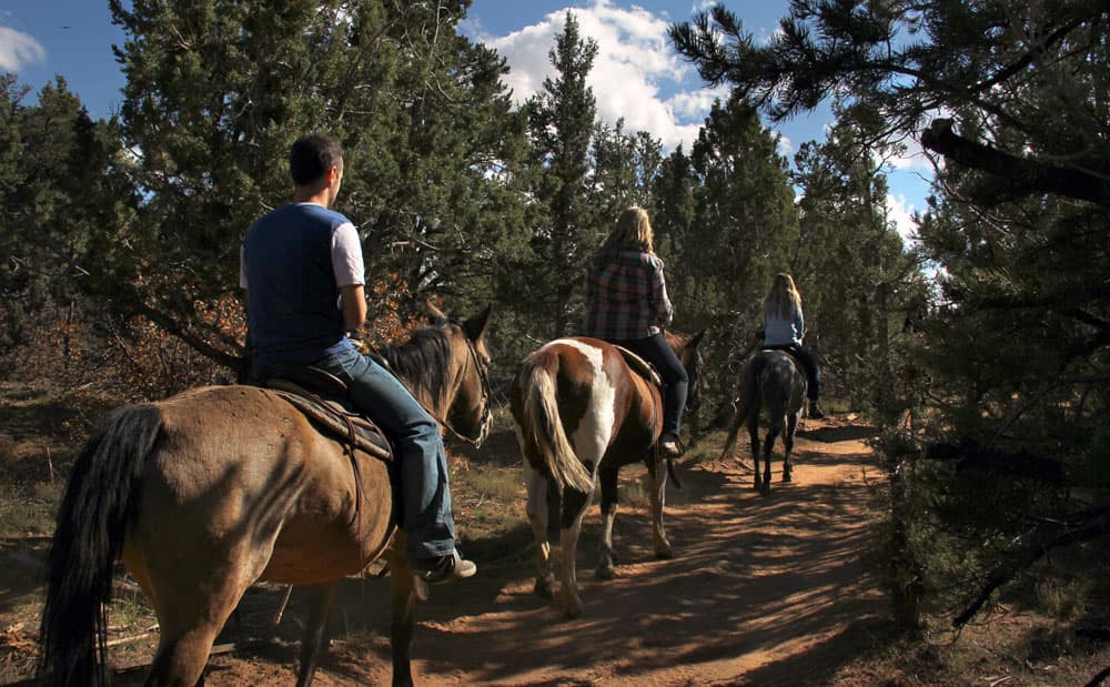 Four people on horseback riding through a wooded trail.