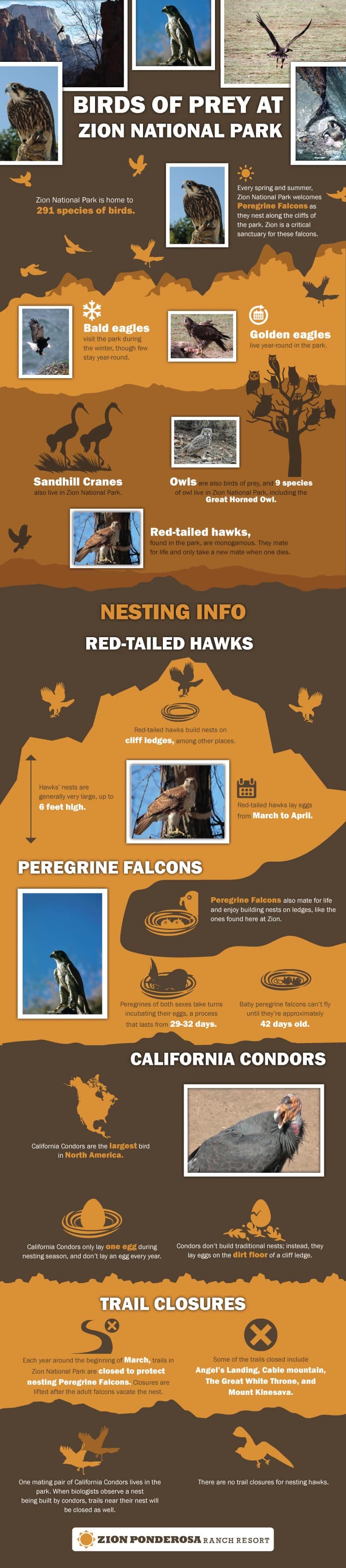 Infographic detailing birds of prey in Zion National Park, including species, nesting behaviors, and trail closures for conservation.