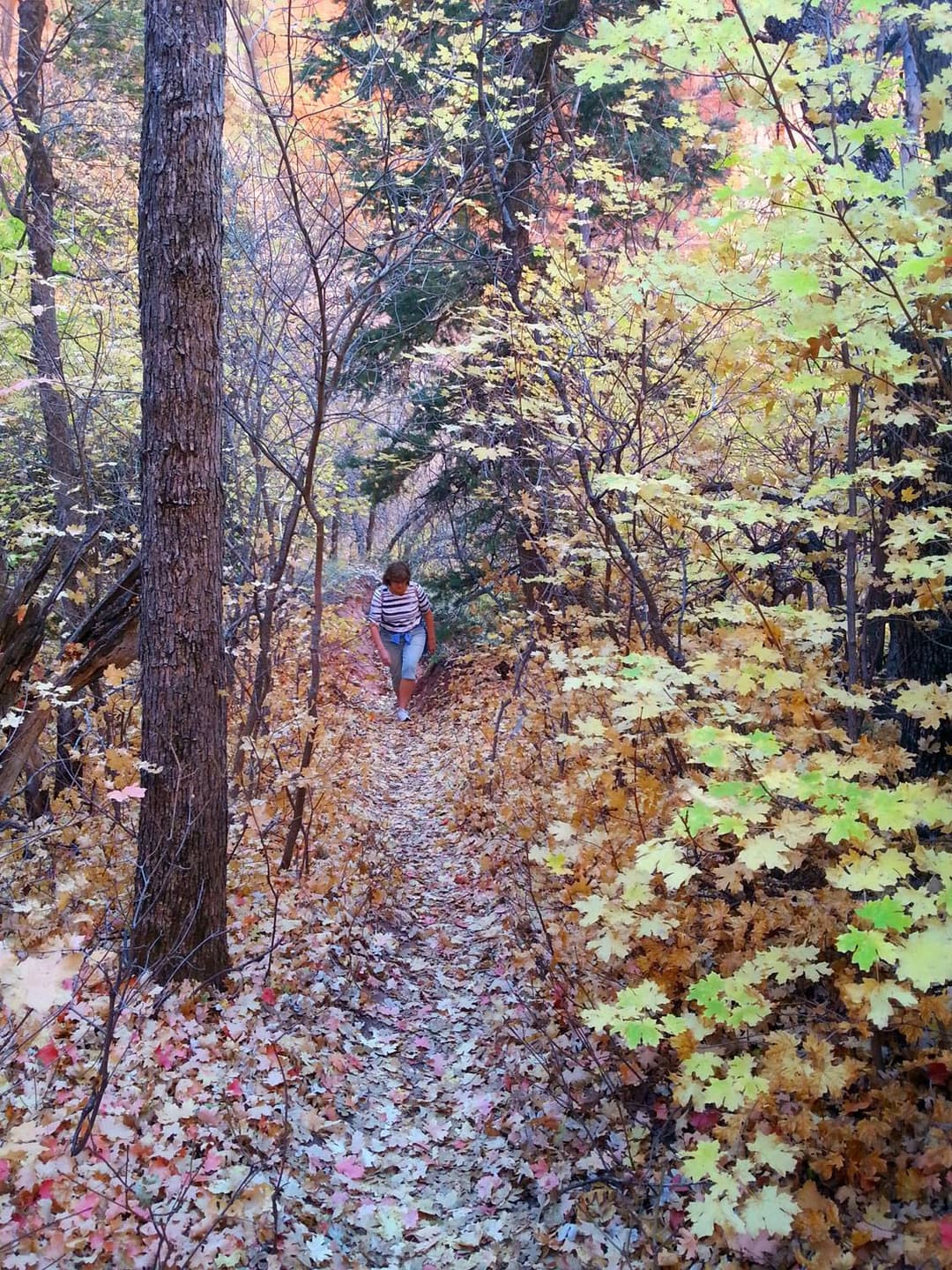 A person walks along a leaf-covered trail surrounded by vibrant autumn foliage.